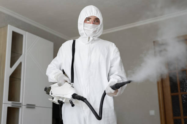 Best Basement Mold Removal  in USA